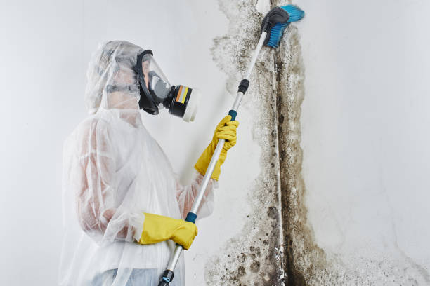 Professional Mold Inspection, Removal & Remediation in Pleasure Point, CA